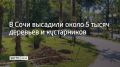 С начала 2026 года в Сочи высадили около 5 тысяч деревьев и кустарников, сообщили в администрации курорта