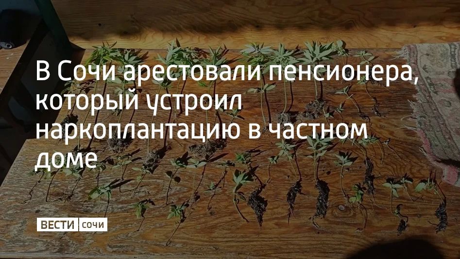 В Лазаревском районе Сочи сотрудники уголовного розыска задержали 65-летнего местного жителя, который устроил у себя в огороде наркоплантацию, сообщили в полиции курорта