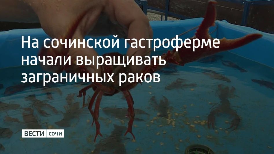 На сочинской гастроферме начали выращивать заграничных раков
