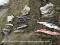 Темрюкский бригадир заплатит 3,6 миллиона рублей за осетровый улов