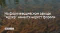 На форелеводческом заводе "Адлер" начался нерест форели