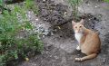 Доброе утро, Кубань!. Краснодар +30 °С