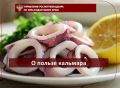 О пользе кальмара. Кальмар считается одним из самых универсальных, полезных и доступных морепродуктов