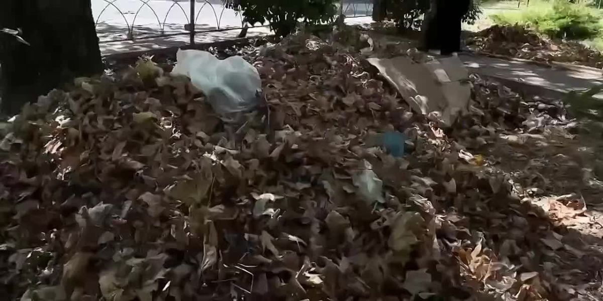 Два города – одна команда. Активисты молодежной команды депутата Государственной Думы Сергея Алтухова вышли на уборку общественных пространств в рамках экологической инициативы
