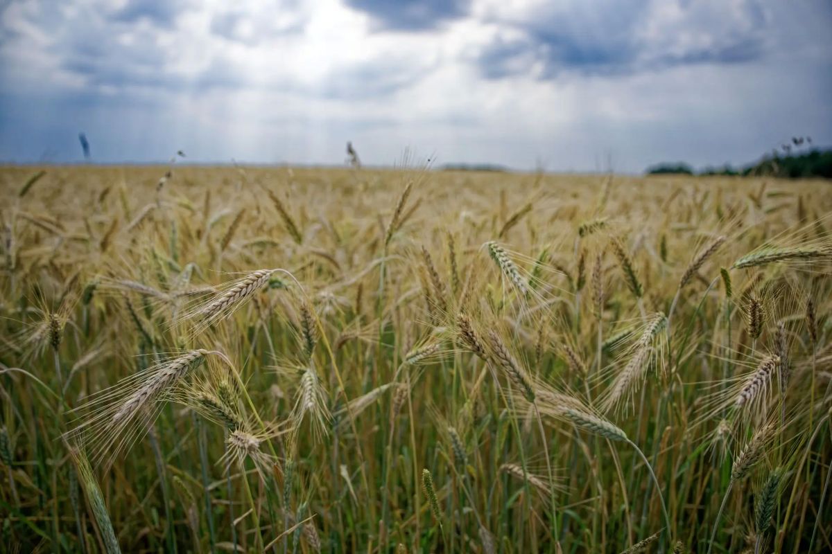 На Кубани нарастили поставки сельхозпродукции в Китай