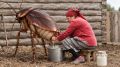 Сейчас вам станет противно: тараканье молоко признано суперфудом будущего