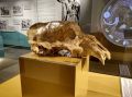 Следы древних медведей нашли в пещере Лагонакского нагорья
