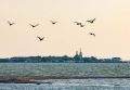 Камбалы, акулы и восточные креветки: Азовское море заселяют непривычные для него виды