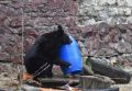 В России массово расплодились медведи и угрожают людям. Хищник залез в коттедж, где живут российские биатлонисты