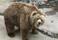 В российском регионе пропала туристка, на нее мог напасть медведь