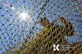 У берегов Крыма массово пошла селёдка: где сейчас лучший клёв