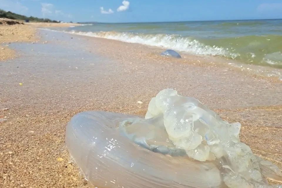 Ученые проверили распределение медуз на Азовском побережье на Кубани в сентябре