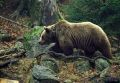 Людоеды объявились в российских лесах. Нашествие медведей не остановить: хищник растерзал двух ягодников