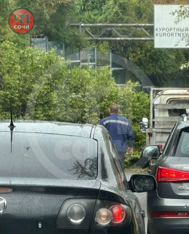Дерево рухнуло на легковушку в Сочи