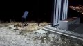 На терренкур «Маркотх» повадились ходить лисицы