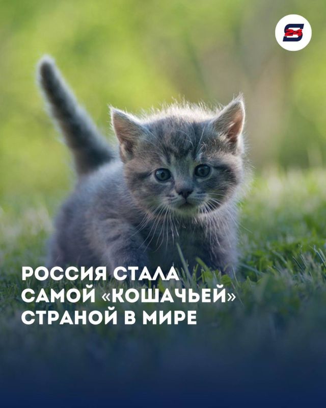 Наша страна заняла первое место в глобальном рейтинге любви к мурчащим питомцам