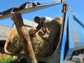 В КРАСНОДАРСКОМ КРАЕ СФОРМИРОВАНА КОРМОВАЯ БАЗА ДЛЯ ЖИВОТНЫХ В ПРИРОДНЫХ ЗАКАЗНИКАХ