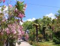 Доброе утро, дорогие сочинцы и гости курорта!