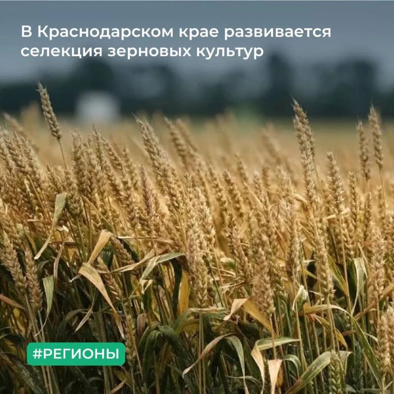 МТУ Росимущества в Краснодарском крае и Республике Адыгея предоставило Национальному центру зерна имени П. П. Лукьяненко в постоянное (бессрочное) пользование земельные участки общей площадью 12 323 кв. м