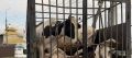 На трассе Кавказ остановили грузовик с семью коровами без документов