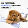 Аллергия у питомца: на что обратить внимание?