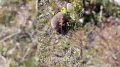 Очевидцы сняли на видео даурского краснокнижного ежа в Бурятии