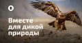 СТАНЬ ЧАСТЬЮ ПРОЕКТА «ВМЕСТЕ ДЛЯ ДИКОЙ ПРИРОДЫ»: ВЫБИРАЕМ 100 ГЛАВНЫХ ПРИРОДНЫХ СИМВОЛОВ РОССИИ!