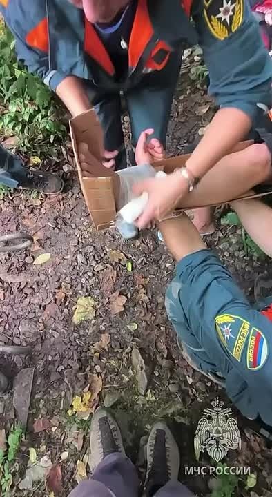 В шлёпанцах — в горы: спасатели вынесли туристку из Тисо-самшитовой рощи