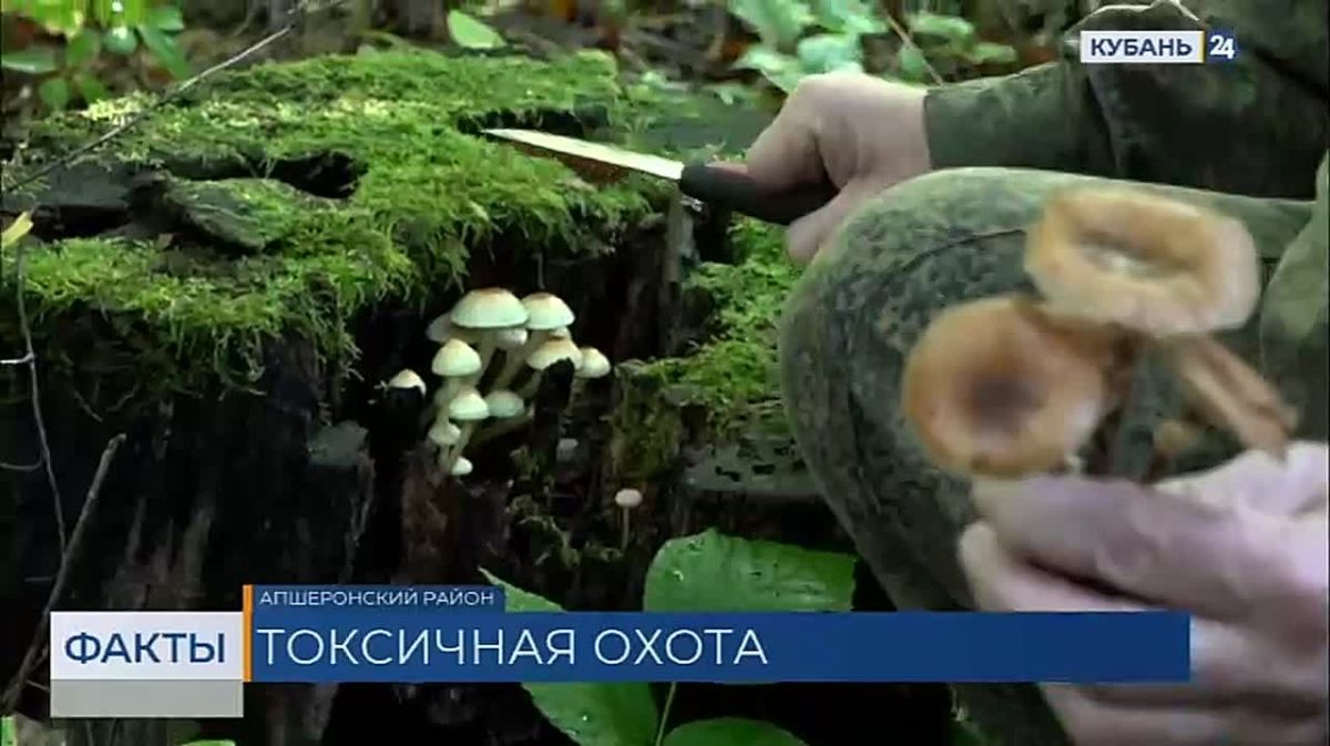 В Краснодарском крае — пик сезона сбора грибов