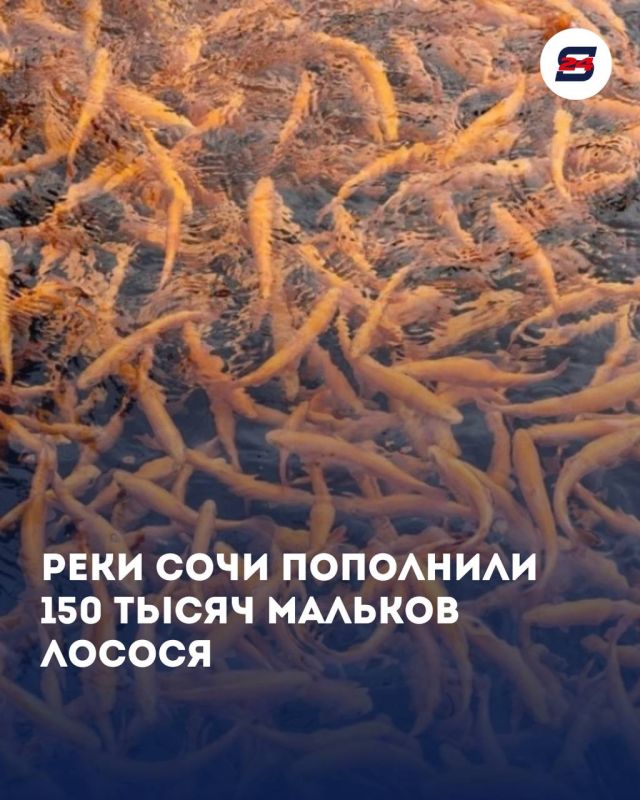 В реки Мзымта и Шахе выпустили более 150 тысяч мальков черноморского лосося
