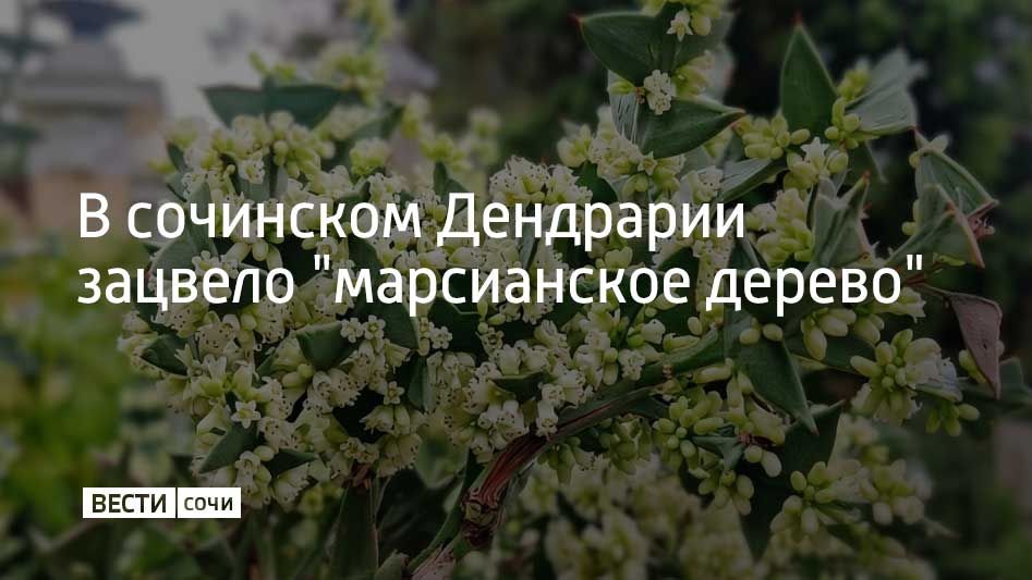 Коллеция крестовидная, которую называют "марсианским деревом", зацвела в сочинском парке "Дендрарий"