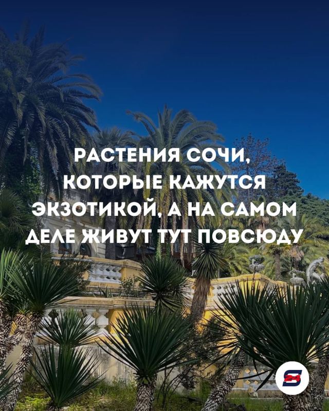 Растения Сочи: привычная «экзотика» у нас под носом!