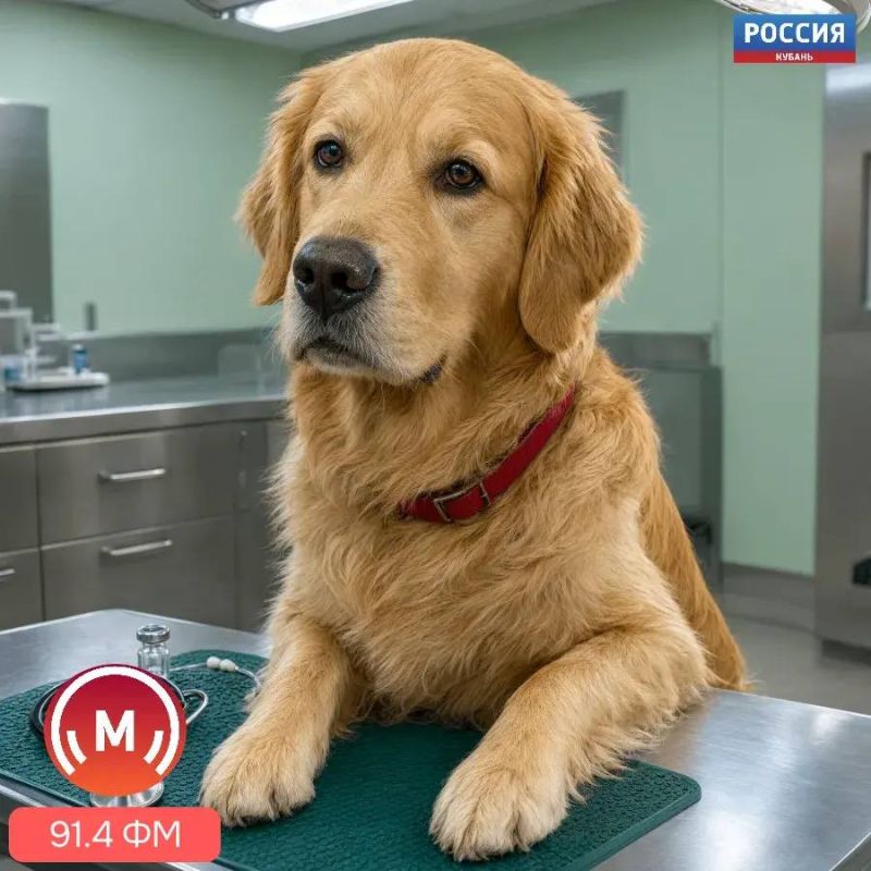 Всем ли домашним питомцам нужно делать прививки?