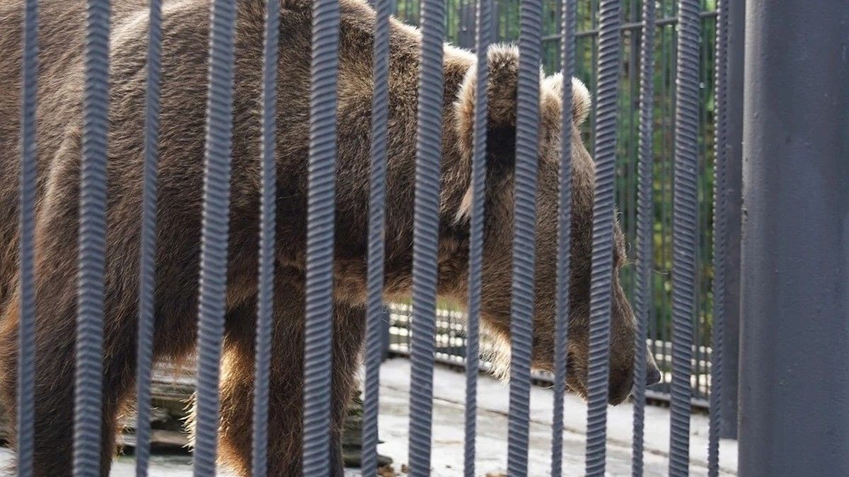 Делим шкуру убитого медведя: сколько готовы платить за отстрел хищника в регионах России