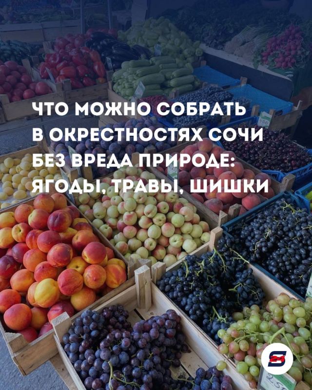 Что можно собрать в окрестностях Сочи без вреда природе: ягоды, травы, шишки