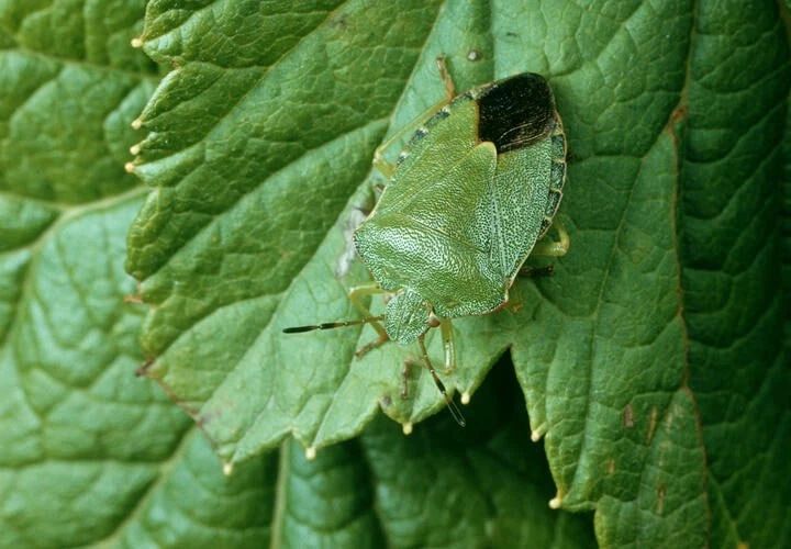 Коричнево-мраморный клоп готовится к зимовке на побережье Кубани