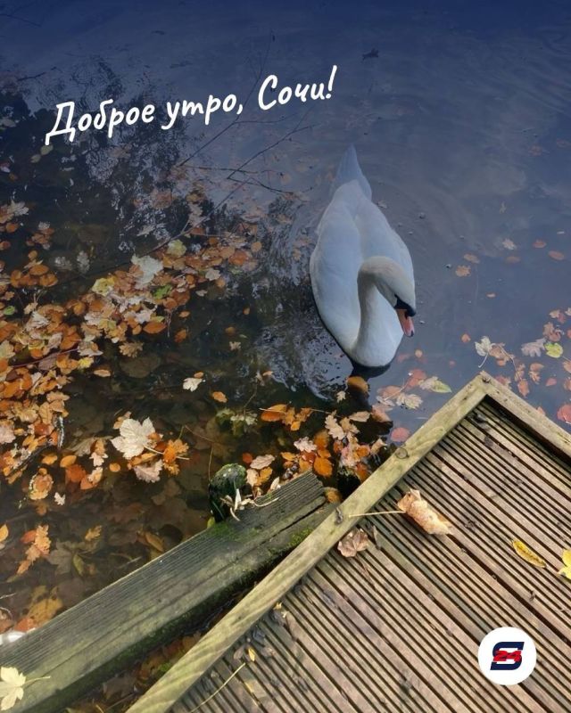 Доброе утро, Сочи!. Осень уже чувствуется в городе: воздух стал свежее, вечера - прохладнее, а в зелени всё чаще появляются первые золотые оттенки