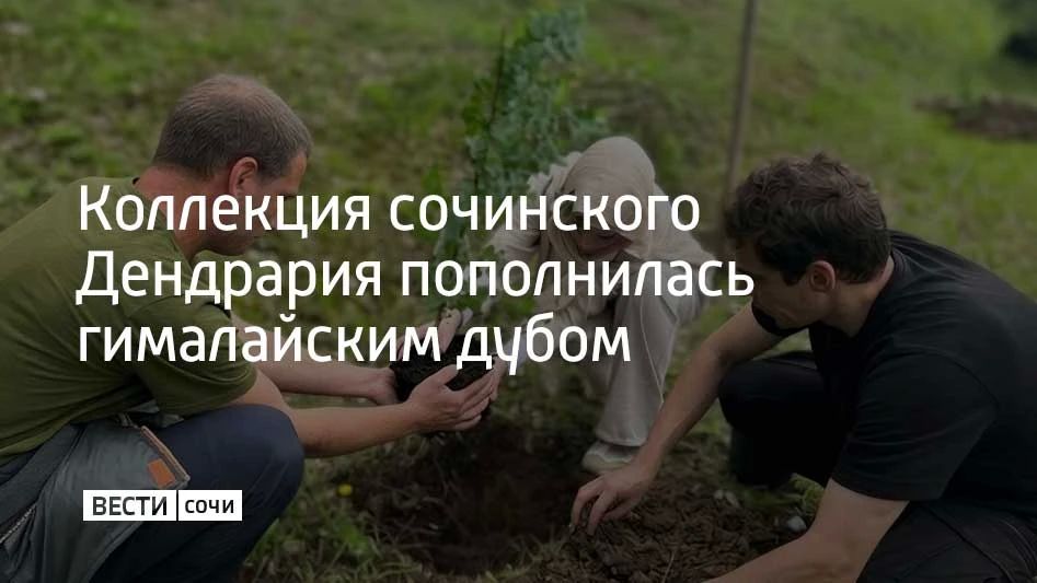 Два саженца гималайского дуба передали сочинскому Дендрарию