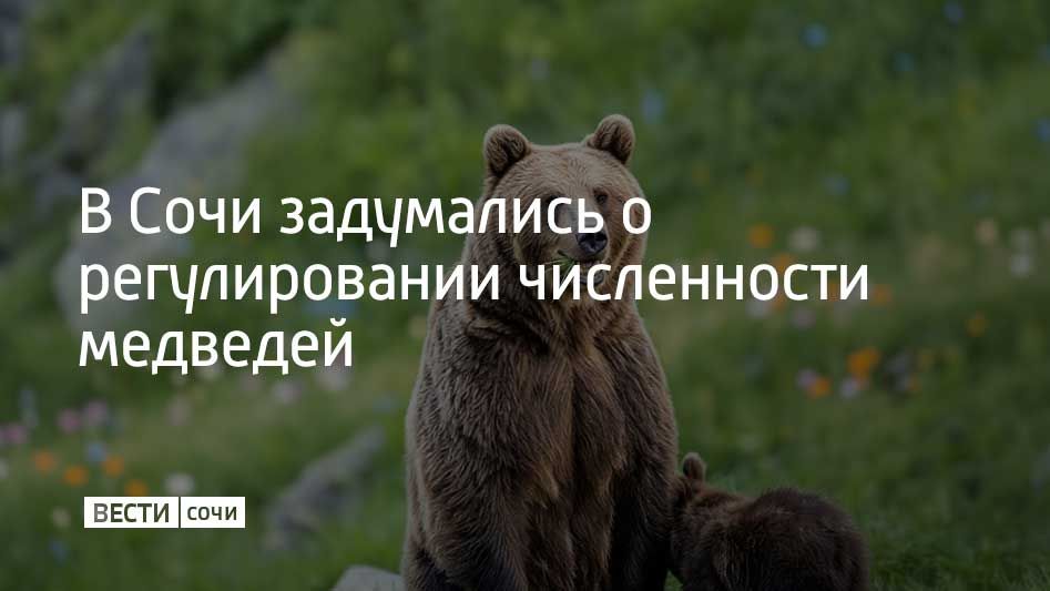 Сочинский национальный парк направил в Минприроды заявку о регулировании численности медведей
