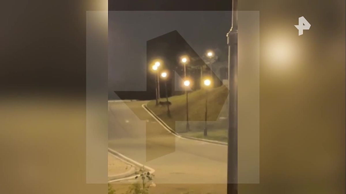 "Медведь появился позади нас ровно в эту секунду": турист в Сочи рассказал РЕН ТВ, как во время съёмки видео их напугал косолапый, вышедший из леса