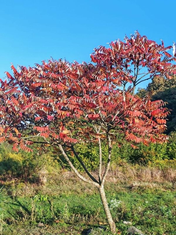 О погоде на 8 октября . В Краснодарском крае небольшая облачность