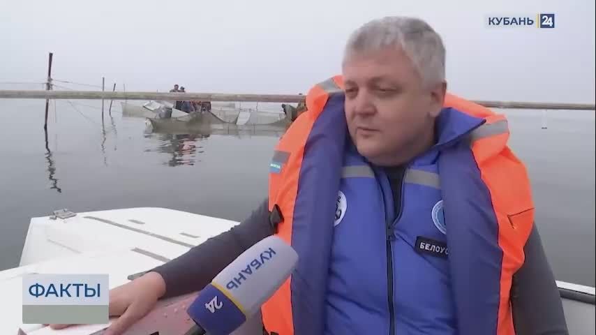Косметику из медуз-корнеротов могут начать выпускать на юге России