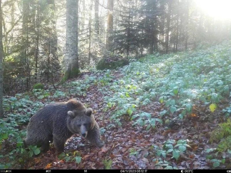 Отстрел медведей могут начать в Сочи