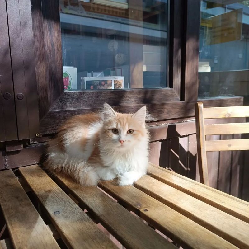 Кошку Джинни украли на книжном рынке в Краснодаре