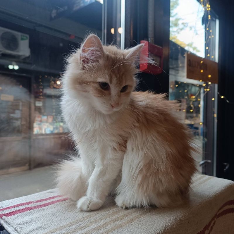 Кошка Джинни вернулась домой