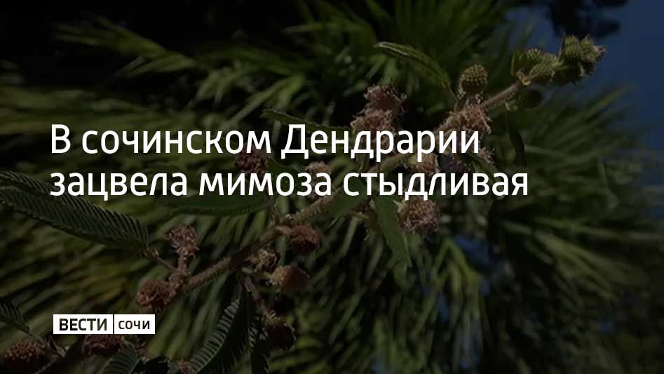 Мимоза стыдливая почти полностью покрылась цветами в сочинском Дендрарии