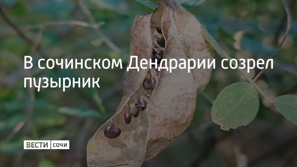 Куст с воздушной кроной, на ветвях которого висят полупрозрачные "фонарики", называется пузырником