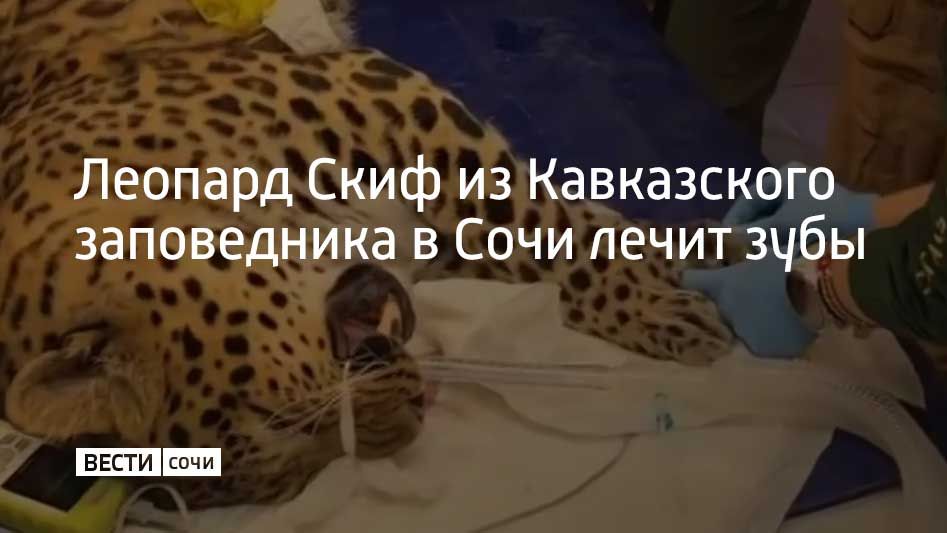 Сейчас леопард проходит лечение зубов в Госпитале дикой природы