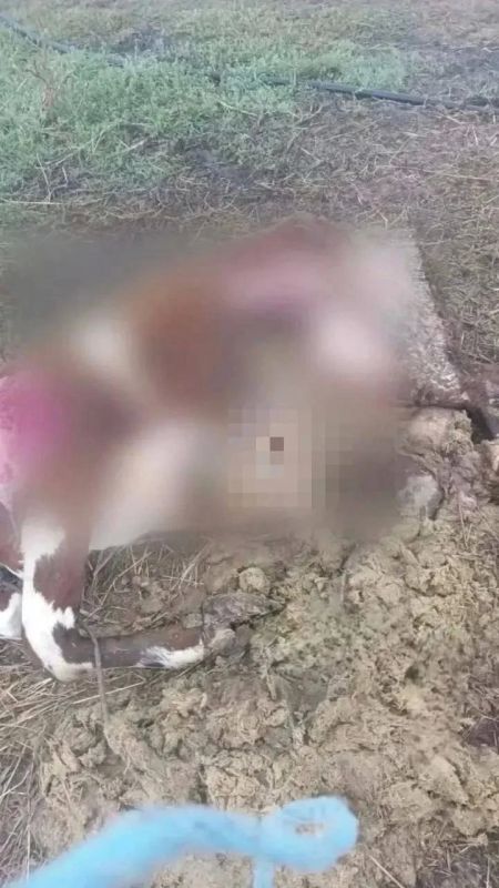 Жители Староминского района бьют тревогу: волки убивают скот
