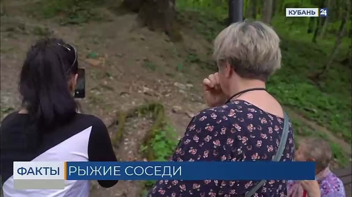 Лисы массово выходят к людям на Кубани